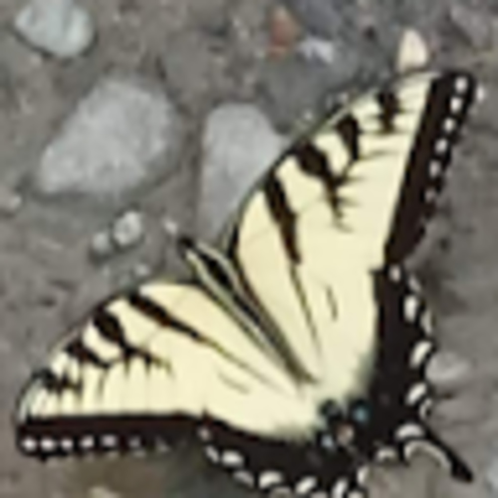 Meet your Posher, Dannielle